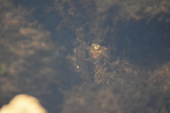 Neogobius melanostomus