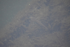 Neogobius melanostomus