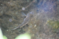 Neogobius melanostomus