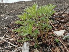 Artemisia vulgaris kamtschatica