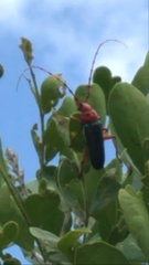 Stenaspis verticalis insignis