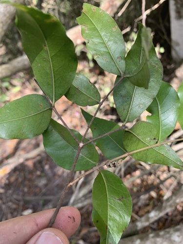 Forest Hardpear (Olinia radiata)