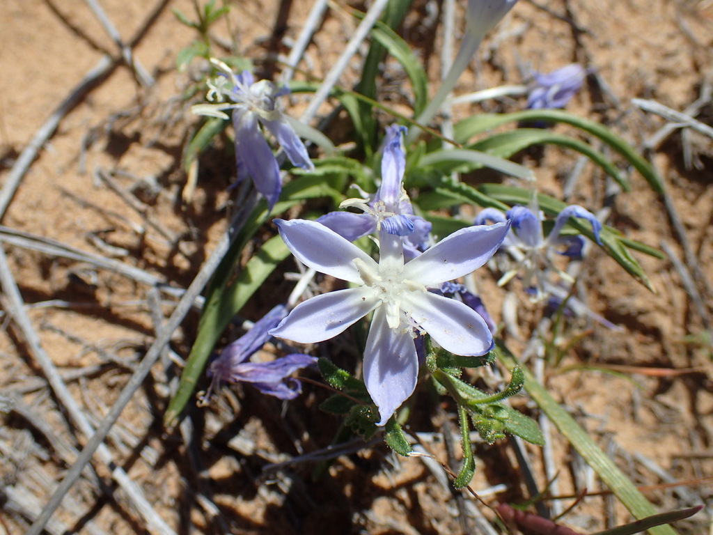 Lapeirousia montana, Namakwa, South Africa