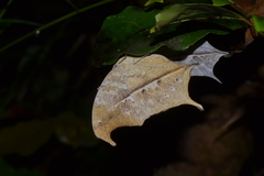 Protogoniomorpha duprei