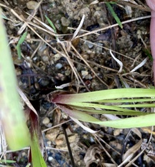 Xyris tennesseensis