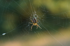 Araneus diadematus