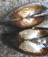 Strophitus undulatus