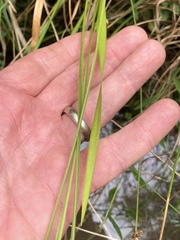 Xyris tennesseensis