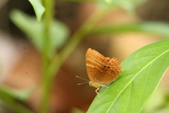 Abisara bifasciata