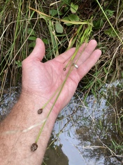 Xyris tennesseensis
