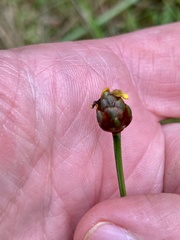 Xyris tennesseensis