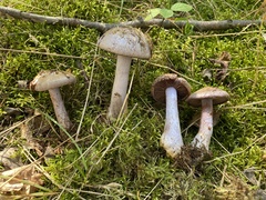 Cortinarius anomalus