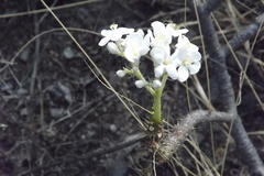 Cnidoscolus tehuacanensis
