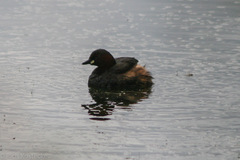 Tachybaptus ruficollis