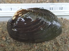 Alasmidonta undulata