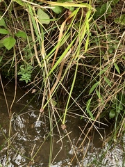 Xyris tennesseensis