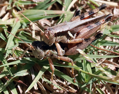 Melanoplus glaucipes
