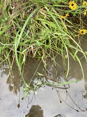 Xyris tennesseensis