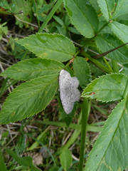 Gnophini