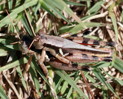 Melanoplus glaucipes
