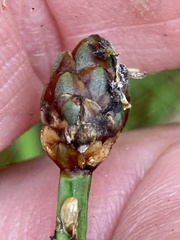 Xyris tennesseensis