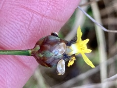 Xyris tennesseensis