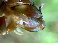 Xyris tennesseensis