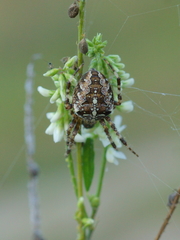 Araneus diadematus