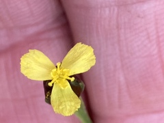 Xyris tennesseensis