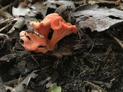 Cantharellus coccolobae