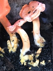 Cantharellus coccolobae