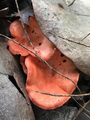 Cantharellus coccolobae