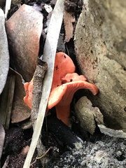 Cantharellus coccolobae