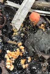 Cantharellus coccolobae