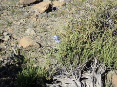 Ixia sobolifera sobolifera