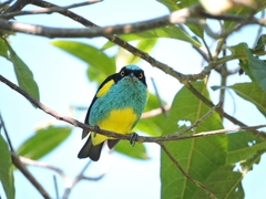 Dacnis lineata