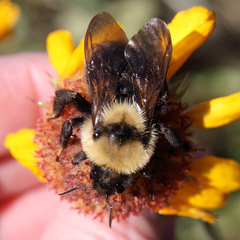 Bombus suckleyi