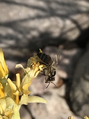 Apis mellifera