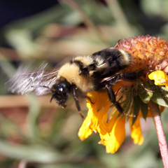 Bombus suckleyi