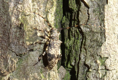 Leiopus linnei