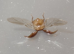 Leiodinae