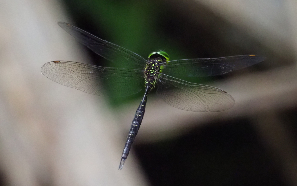 Agyrtacantha