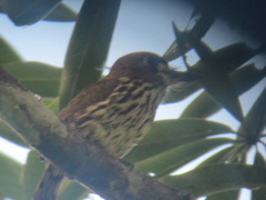 Micromonacha lanceolata