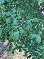 Cornus kousa
