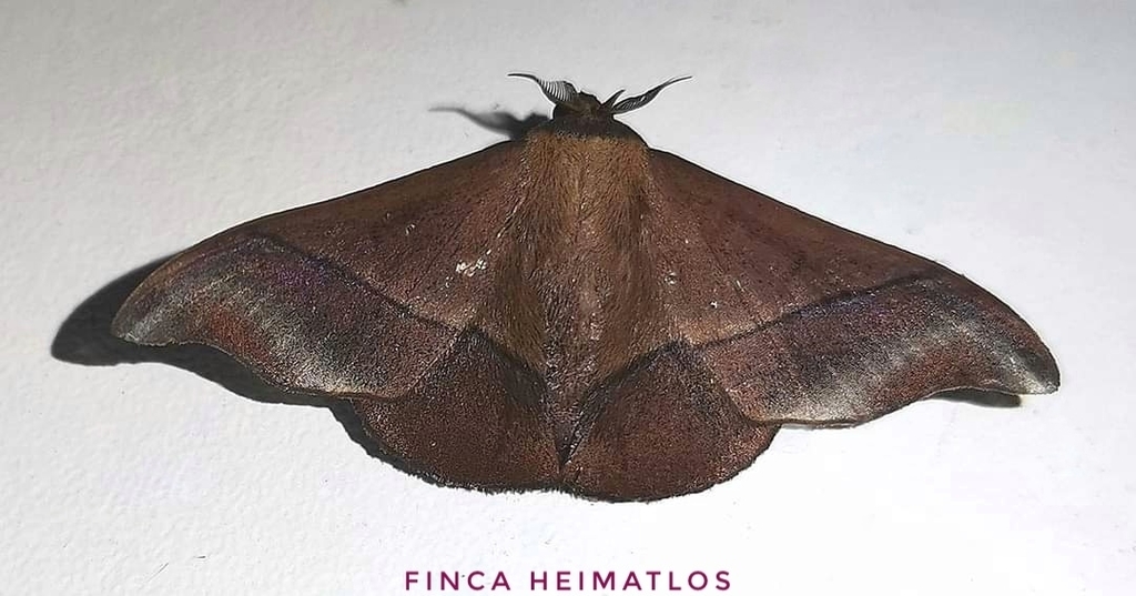 Alheita subnotata