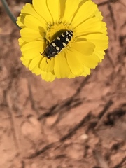 Acmaeodera alicia