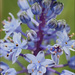 Meadow Squill - Photo (c) Amadej Trnkoczy, some rights reserved (CC BY-NC-SA)