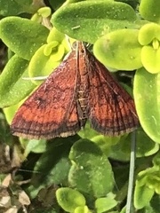 Pyrausta rubricalis