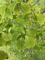 Cornus kousa