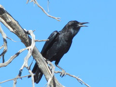 Corvus capensis capensis